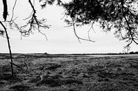 Deelerwoud, Veluwe Gelderland