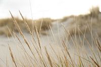 dunes et plage sur une île des wadden | nature fine art photo