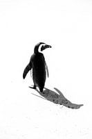 Pinguin