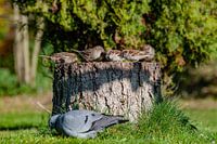 sparrows and a stock dove