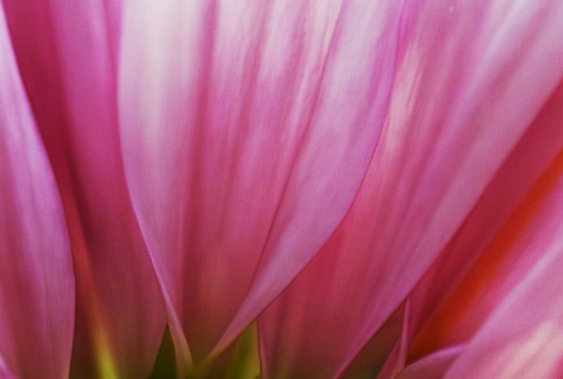 Pretty in Pink by fb-fotografie