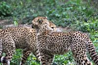 Twee jachtluipaard jongen