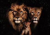 Löwenfamilie mit 1 Jungtier