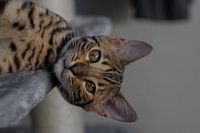 Bengalkatze