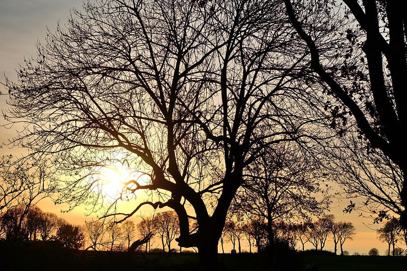 Arbre graphique par Edgar Schermaul