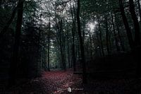 Verzaubert von der Schönheit der Bentheimer Klippen: Ein märchenhaftes Waldabenteuer