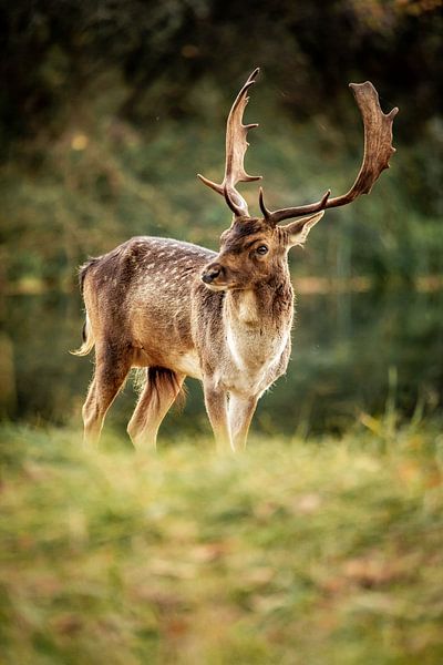 Daim dans la nature par Design Wall Arts