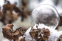 Bevroren zeepbel op hortensia