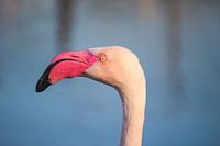 Flamingo op de uitkijk