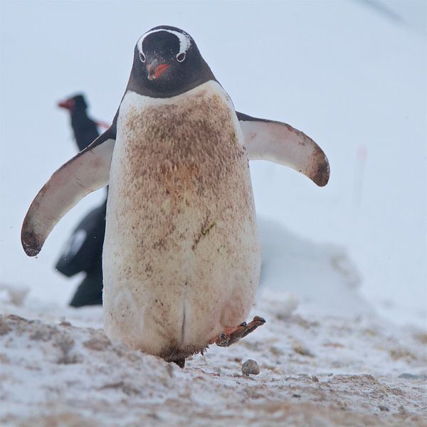 Een man met een missie: schoon worden von Eric de Haan