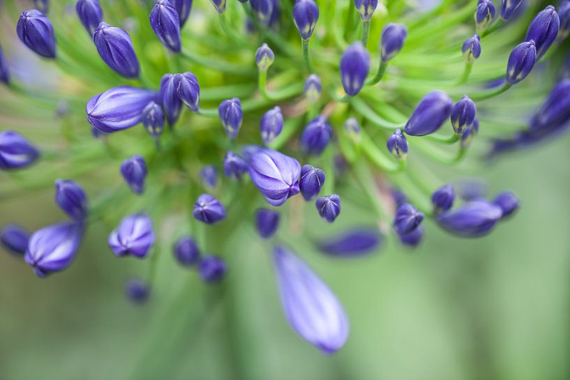 die Farbe Lila von Tonia Beumer