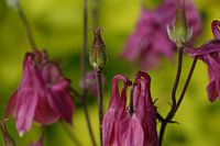 Aquilegia flower in bloom and bud