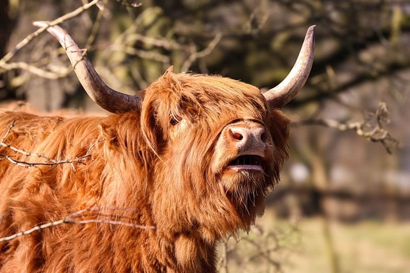 Scottish Highlander Black/White by Lens_en_Dier/Vizier Fotografie
