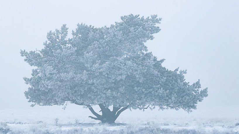 Solitär von Rob Christiaans