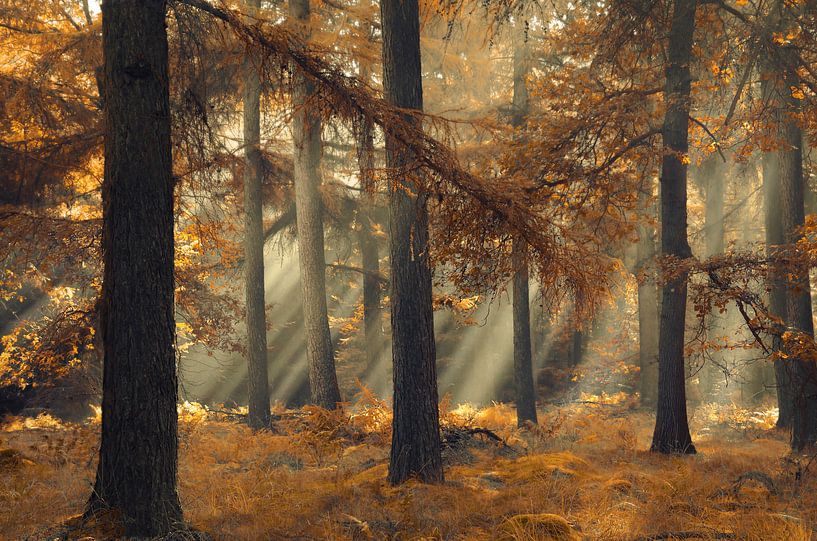 Magical brown par Rob Visser