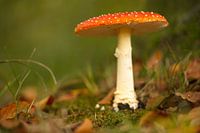 Rot mit weißen Punkten.....