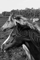 The horses on the ijsel