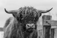 Highlander écossais en noir et blanc