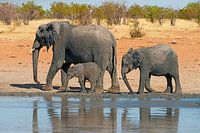 Trois éléphants marchent le long d'un point d'eau