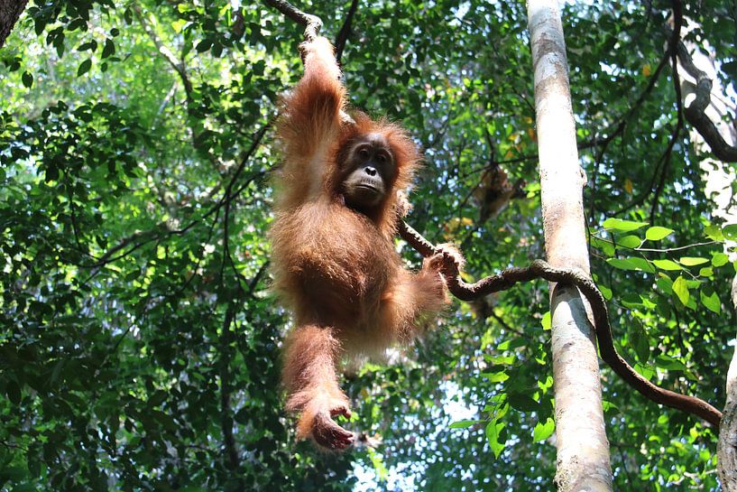 Orang Oetang von Kevin Kardux