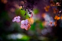 hydrangea in spring sunlight