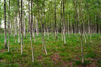 Birch forest with grassy vegetation