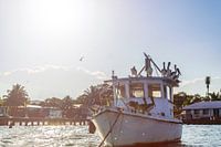 Pélicans sur un naufrage