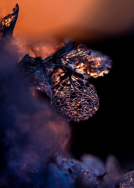 Hortensia Coucher de soleil Couleurs chaudes par Nanda Bussers