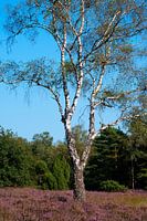 Bouleau en bruyère