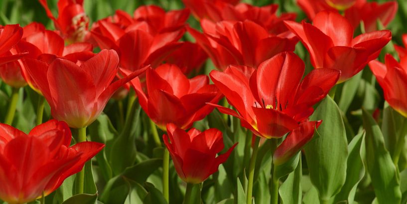 Tulipes par Violetta Honkisz