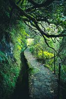 levada à Madeira
