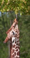 Netgiraffe, oder somalische Giraffe : Blijdorp Zoo