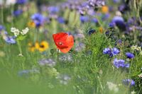 1 rote Blume in der Mitte eines Feldes mit violetten Blumen