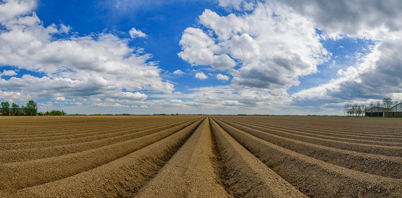 Champ de pommes de terre fraîchement labouré avec un motif en ligne droite et une perspective qui di par Sjoerd van der Wal Photographie