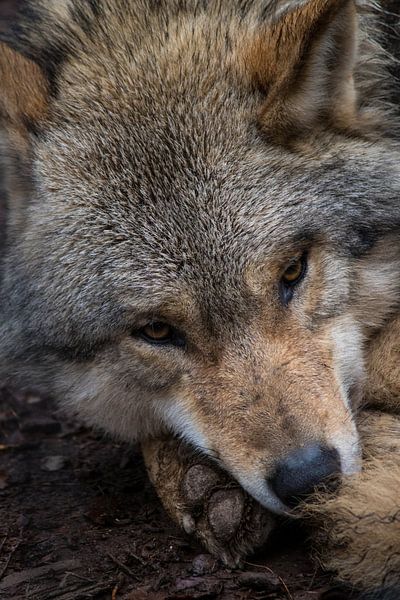portret wolf by Maarten Starink Photography