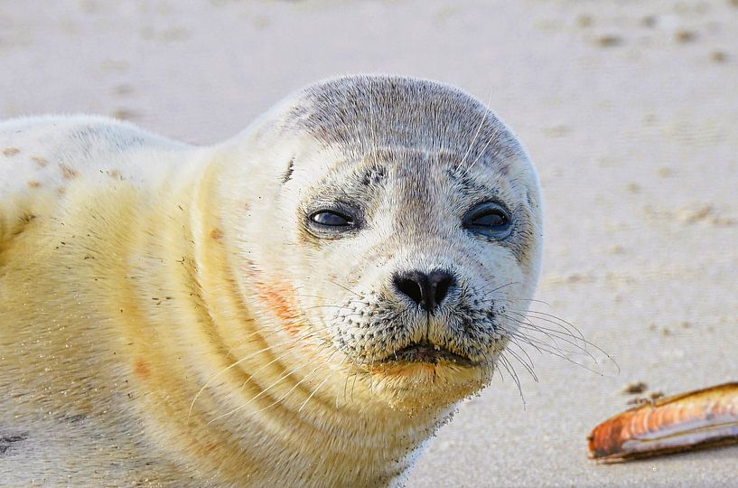 Seal Katwijk Netherlands by Anja Oosterwaal Fine Art Fotografie