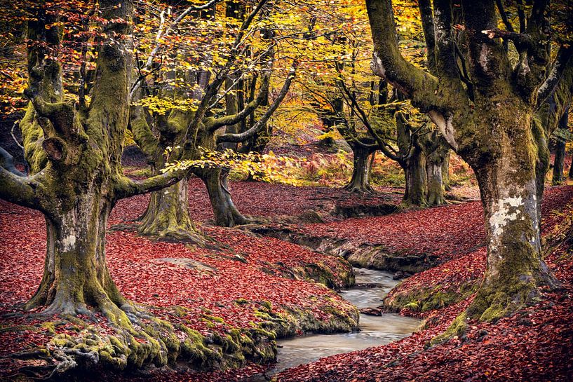 Otzaretta par Lars van de Goor