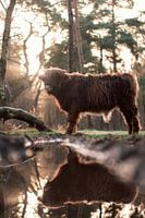 Scottish Highlander calf