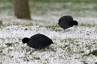 Meerkoeten in de sneeuw