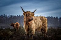 Highlander écossais dans la lumière du matin.