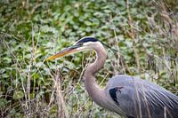 Blue heron