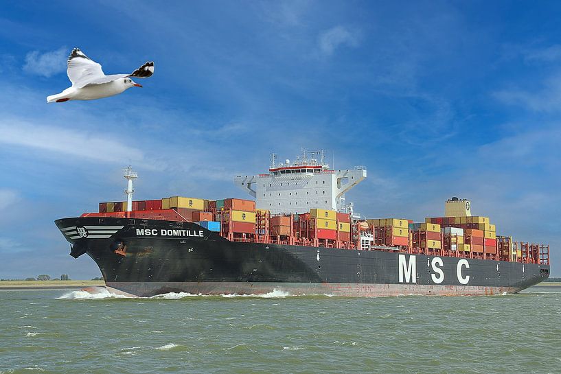 Sheltie puppies by Elly Wille-Neuféglise