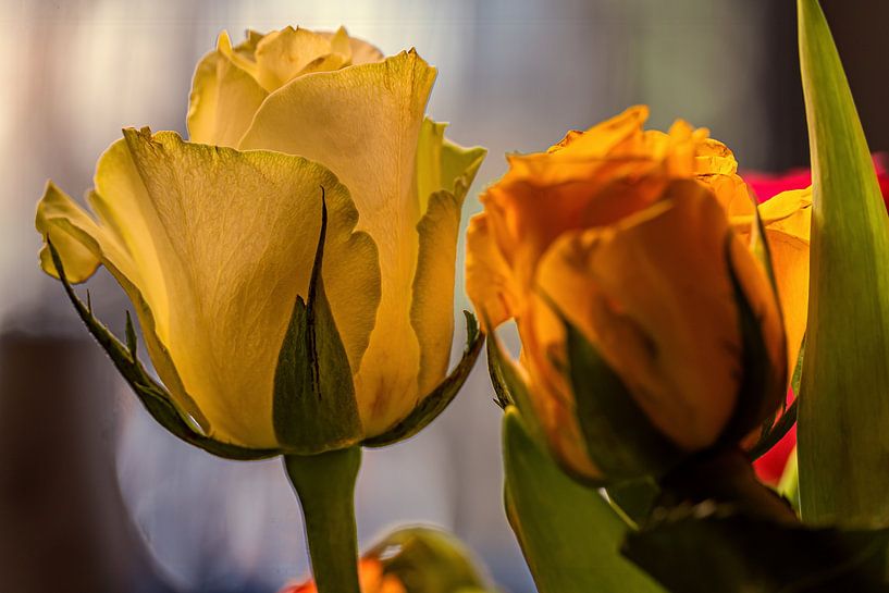 TEMPS DE LA ROSE par Photoart-Naegele