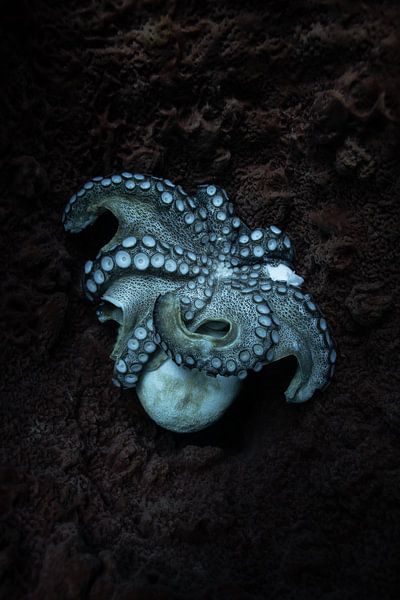 Octo van Lieke Post | Peeks Below