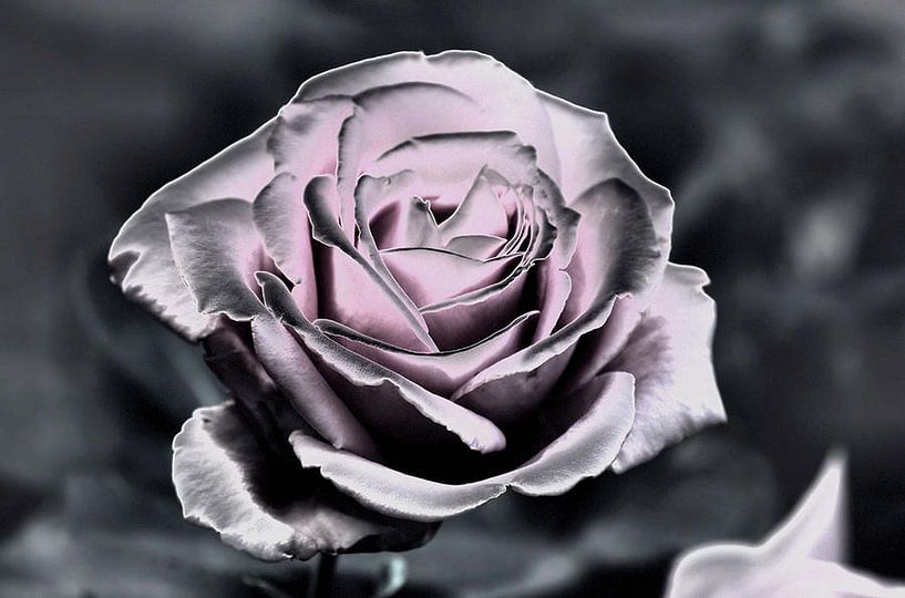 flowers by erikaktus gurun