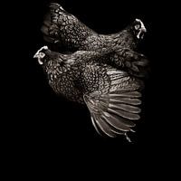 L'art du poulet en sépia