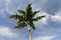 Royal Palm // Florida // Königlich