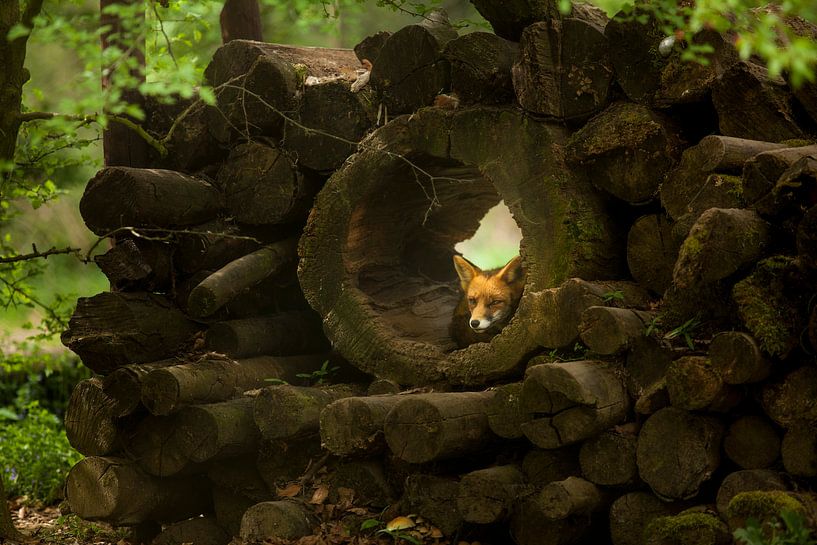 Vos par Joop Snijder