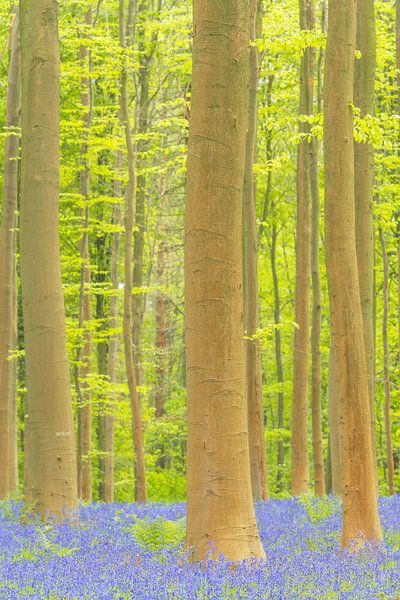 Forêt de jacinthes sauvages en fleurs par Sjoerd van der Wal Photographie