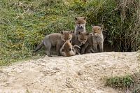 junge Füchse in den Dünen